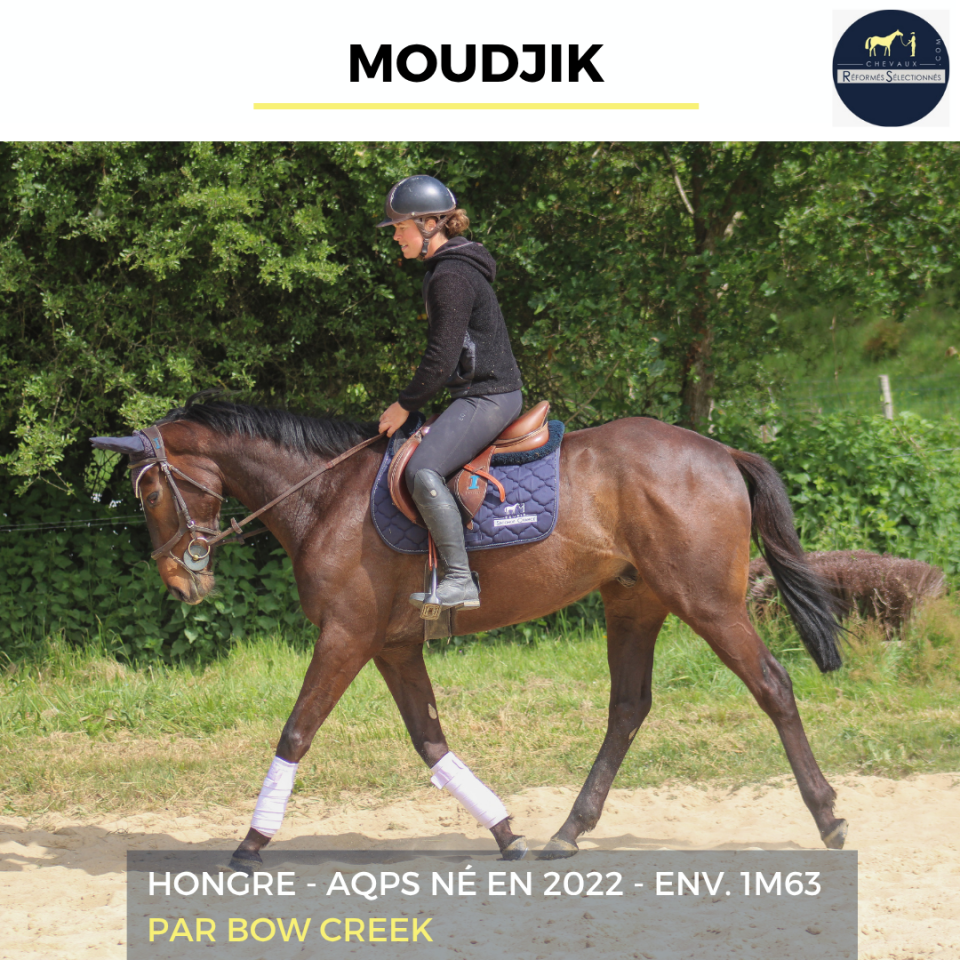 Caballo castrado AQPS En venta 2022 Bayo moreno