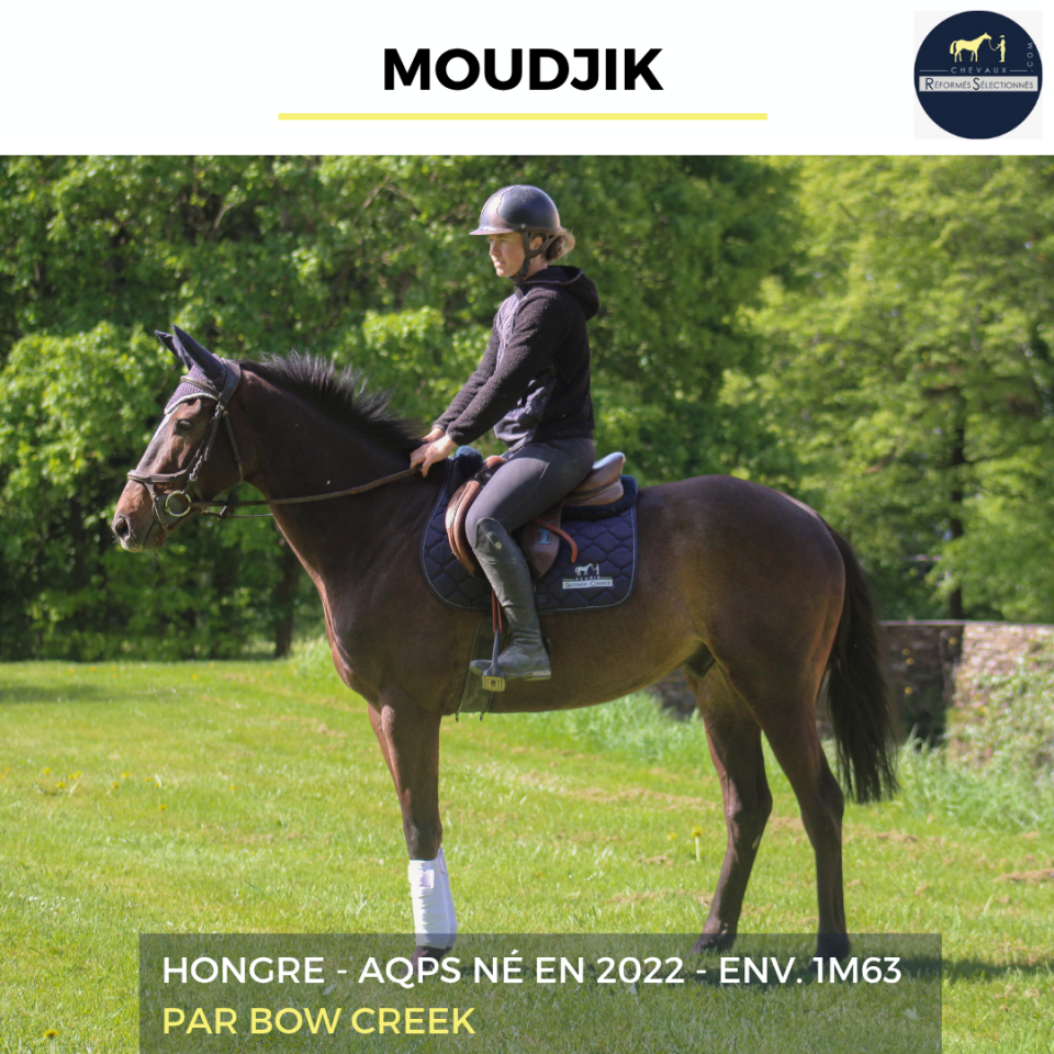 Caballo castrado AQPS En venta 2022 Bayo moreno