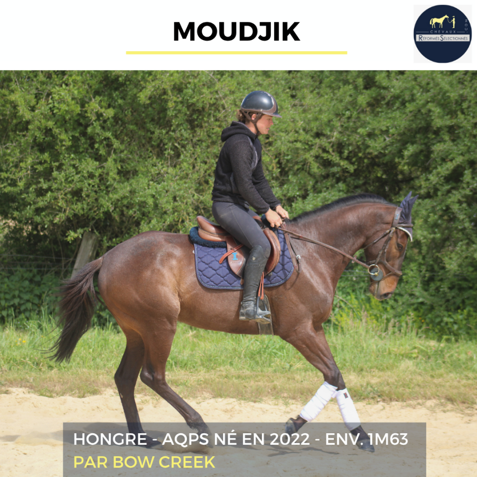 Caballo castrado AQPS En venta 2022 Bayo moreno