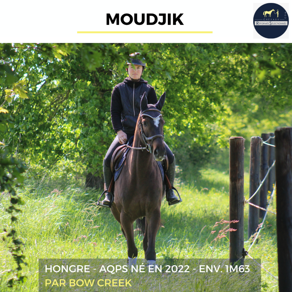 Caballo castrado AQPS En venta 2022 Bayo moreno