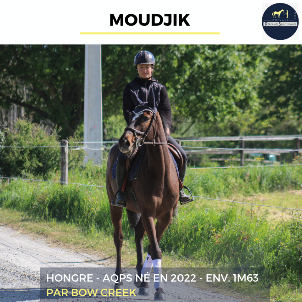 Caballo castrado AQPS En venta 2022 Bayo moreno