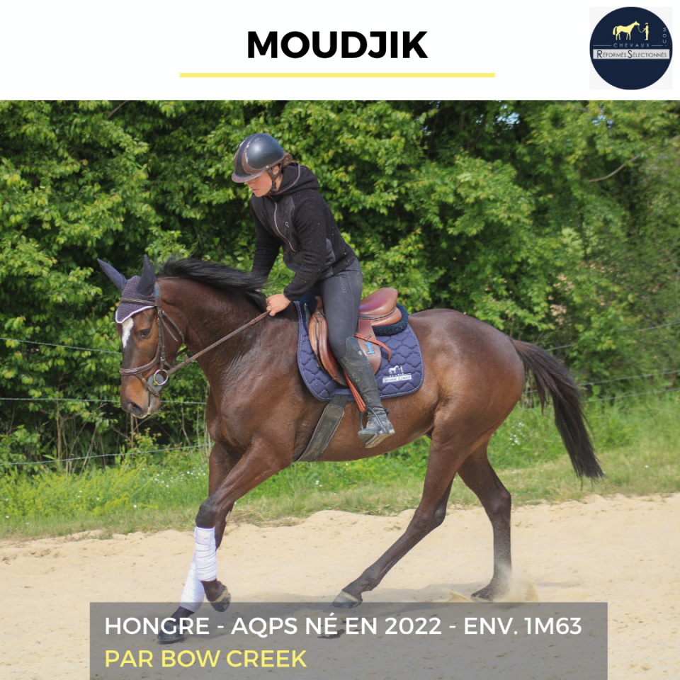 Caballo castrado AQPS En venta 2022 Bayo moreno