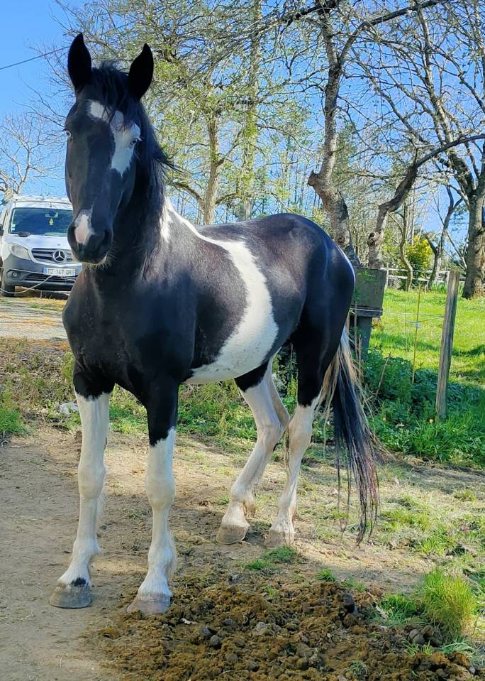 Caballo entero Barock Pinto En venta 2021 P&iacute;o por Harry des marleres