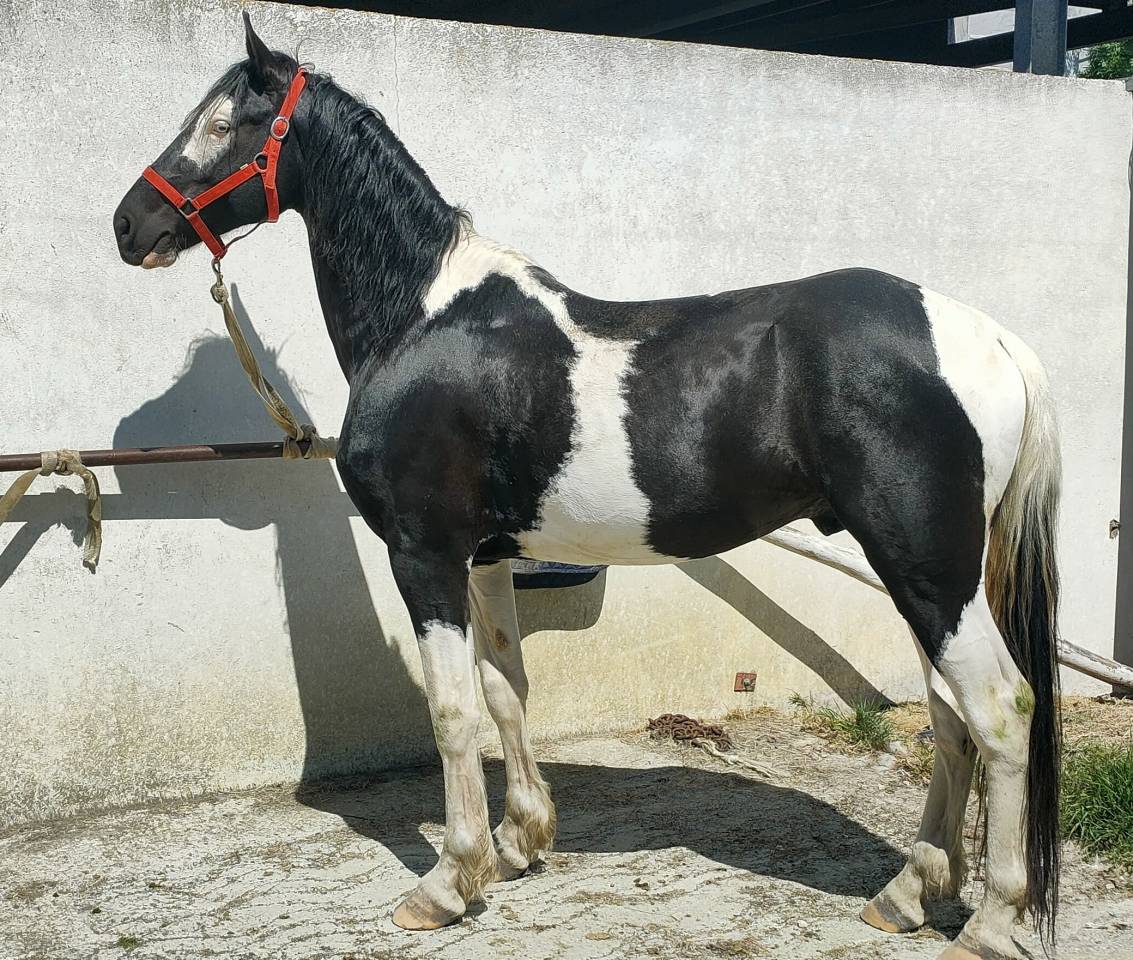 Caballo entero Barock Pinto En venta 2021 P&iacute;o por Harry des marleres