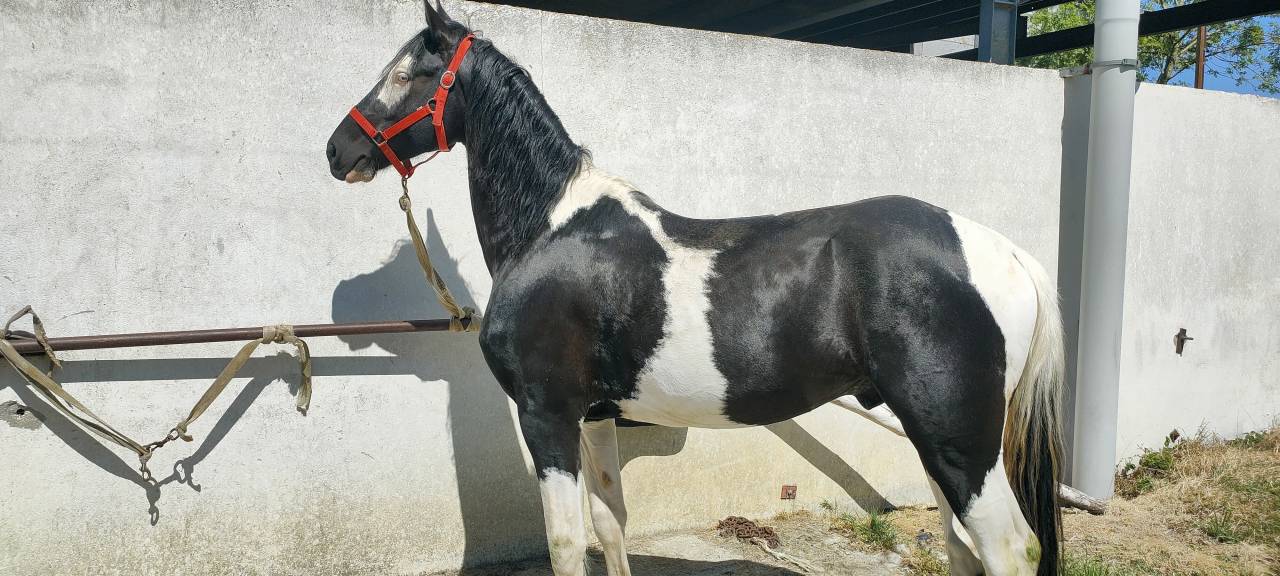 Caballo entero Barock Pinto En venta 2021 P&iacute;o por Harry des marleres