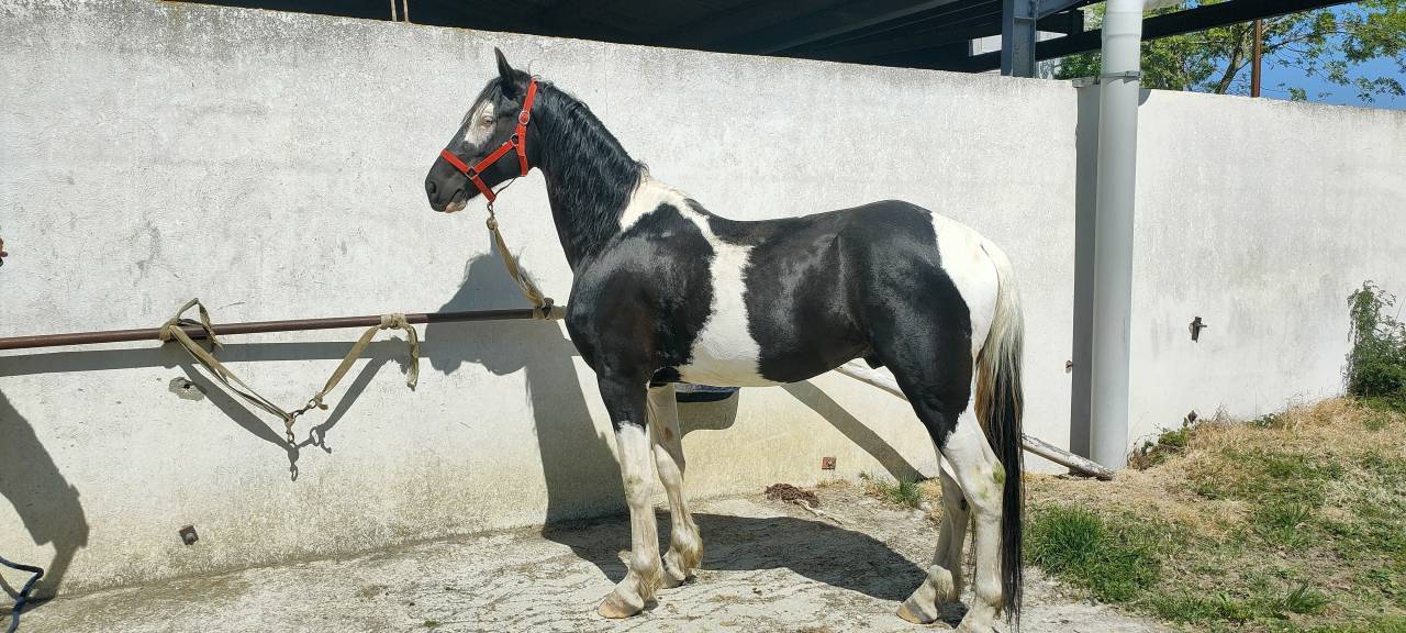 Caballo entero Barock Pinto En venta 2021 P&iacute;o por Harry des marleres