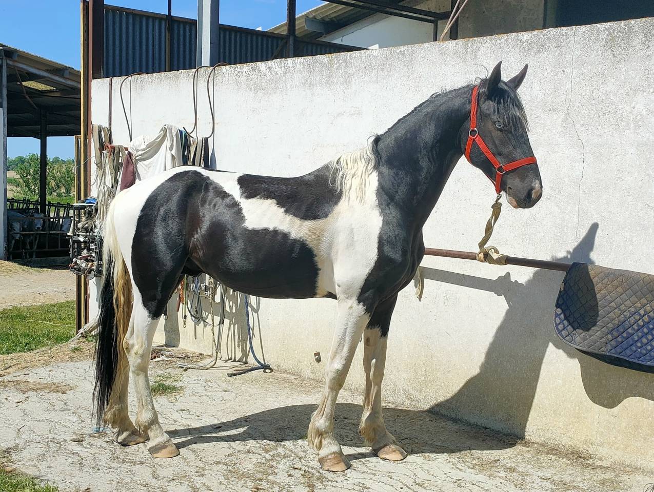 Caballo entero Barock Pinto En venta 2021 P&iacute;o por Harry des marleres