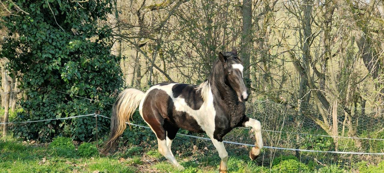 Caballo entero Barock Pinto En venta 2021 P&iacute;o por Harry des marleres
