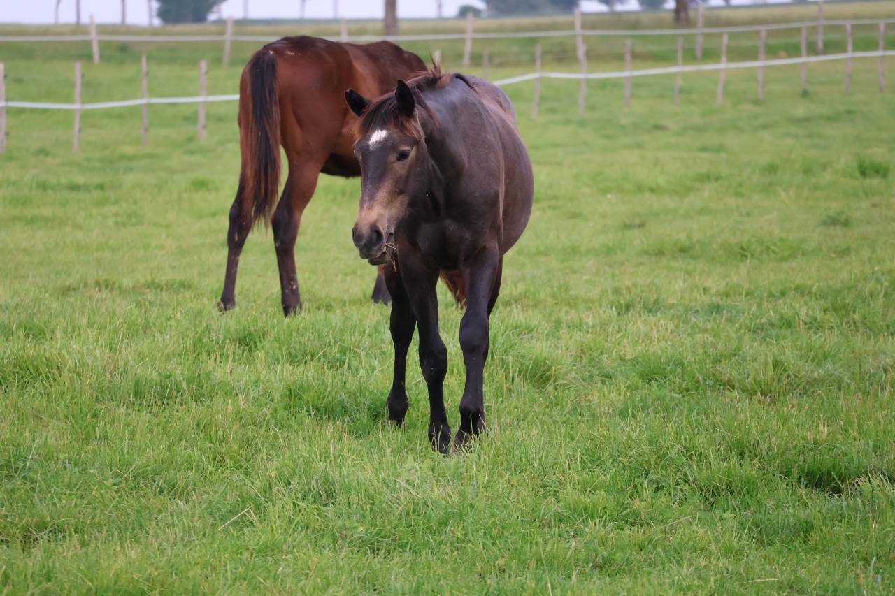 Caballo castrado Silla Franc&eacute;s En venta 2024 Tordo por helios d'helby