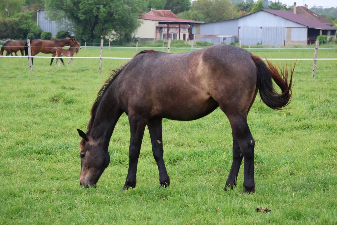 Caballo castrado Silla Franc&eacute;s En venta 2024 Tordo por helios d'helby