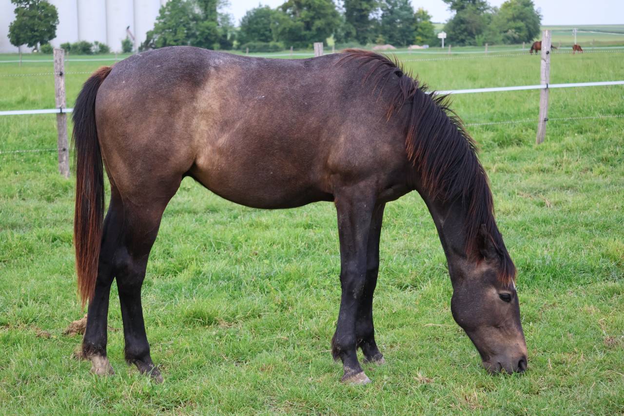 Caballo castrado Silla Franc&eacute;s En venta 2024 Tordo por helios d'helby