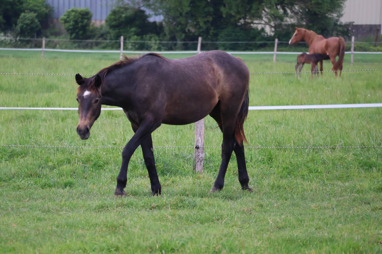 Caballo castrado Silla Franc&eacute;s En venta 2024 Tordo por helios d'helby