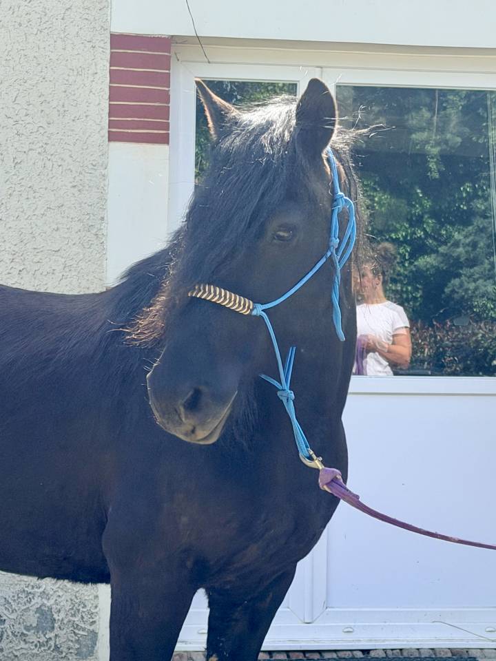 Caballo castrado Origen No Constatado En venta 2016 Negro