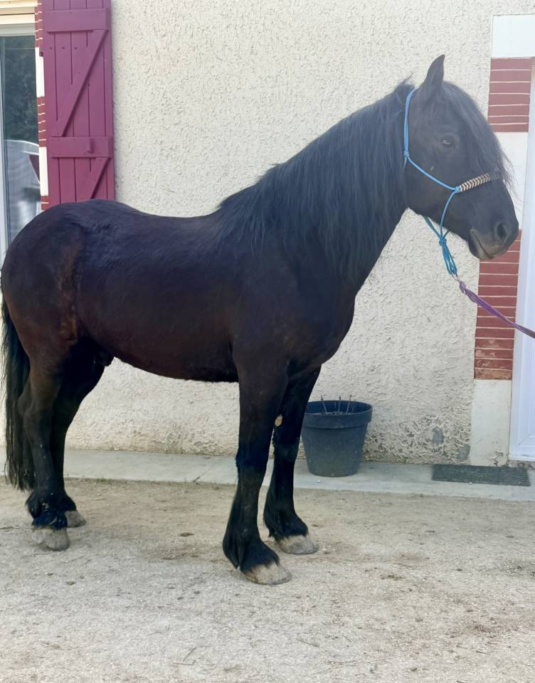 Caballo castrado Origen No Constatado En venta 2016 Negro