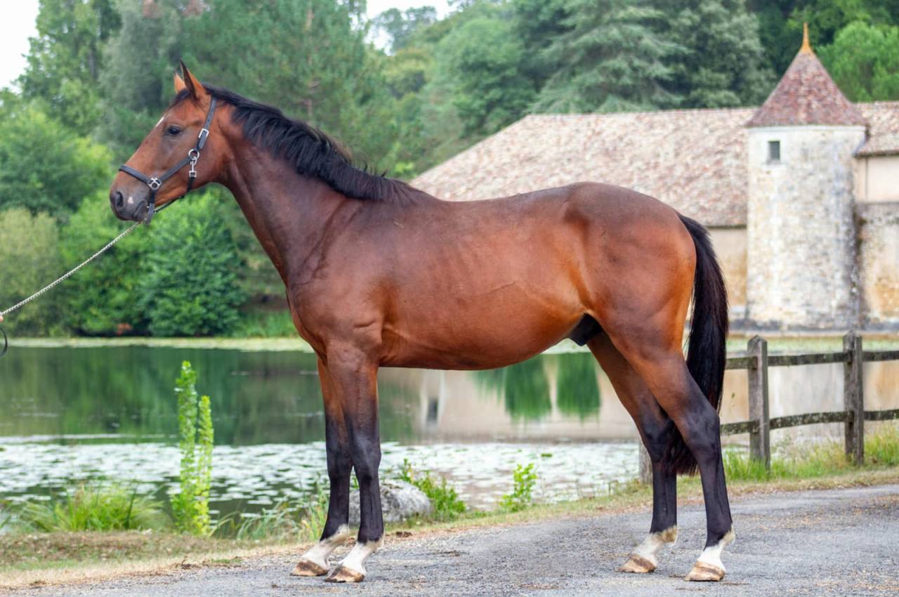 Caballo entero Zangersheide En venta 2023 Bayo