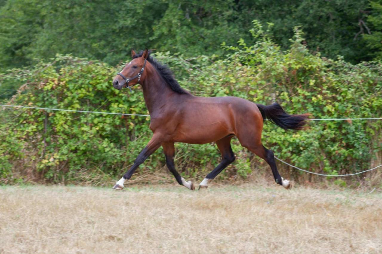 Caballo entero Zangersheide En venta 2023 Bayo