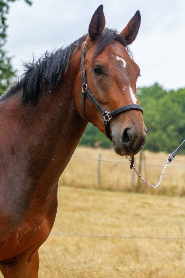 Caballo entero Zangersheide En venta 2023 Bayo