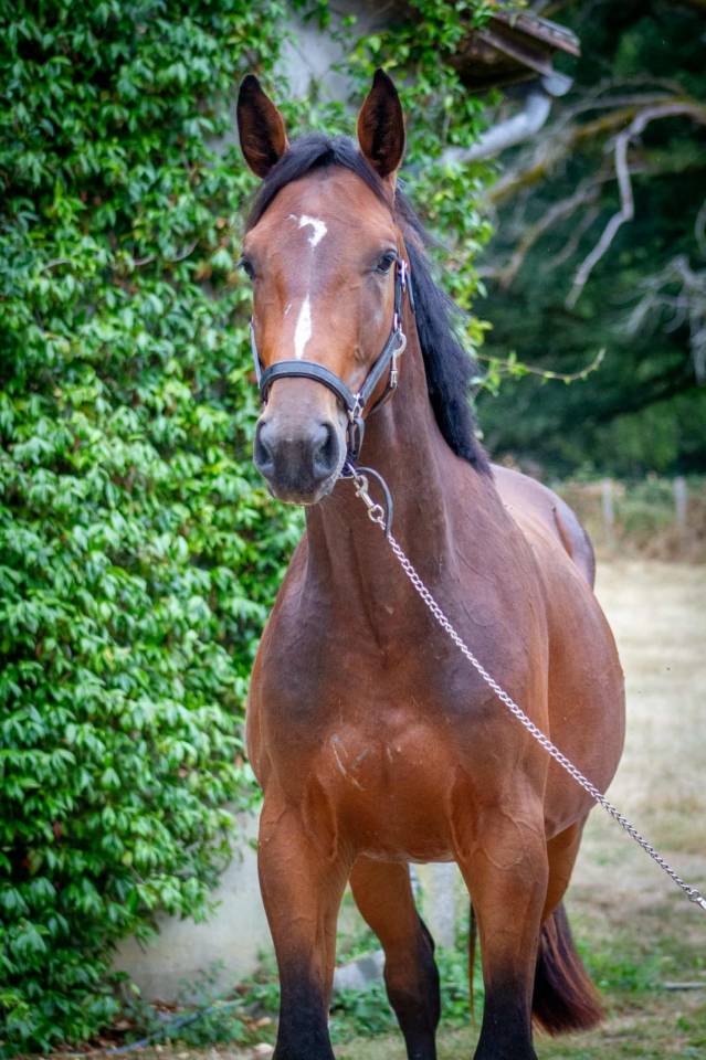 Caballo entero Zangersheide En venta 2023 Bayo