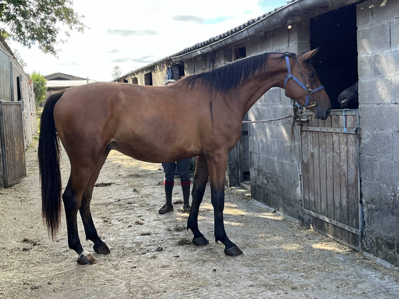 Aprendiz - Aprendiz Medio tiempo - Calvados Francia