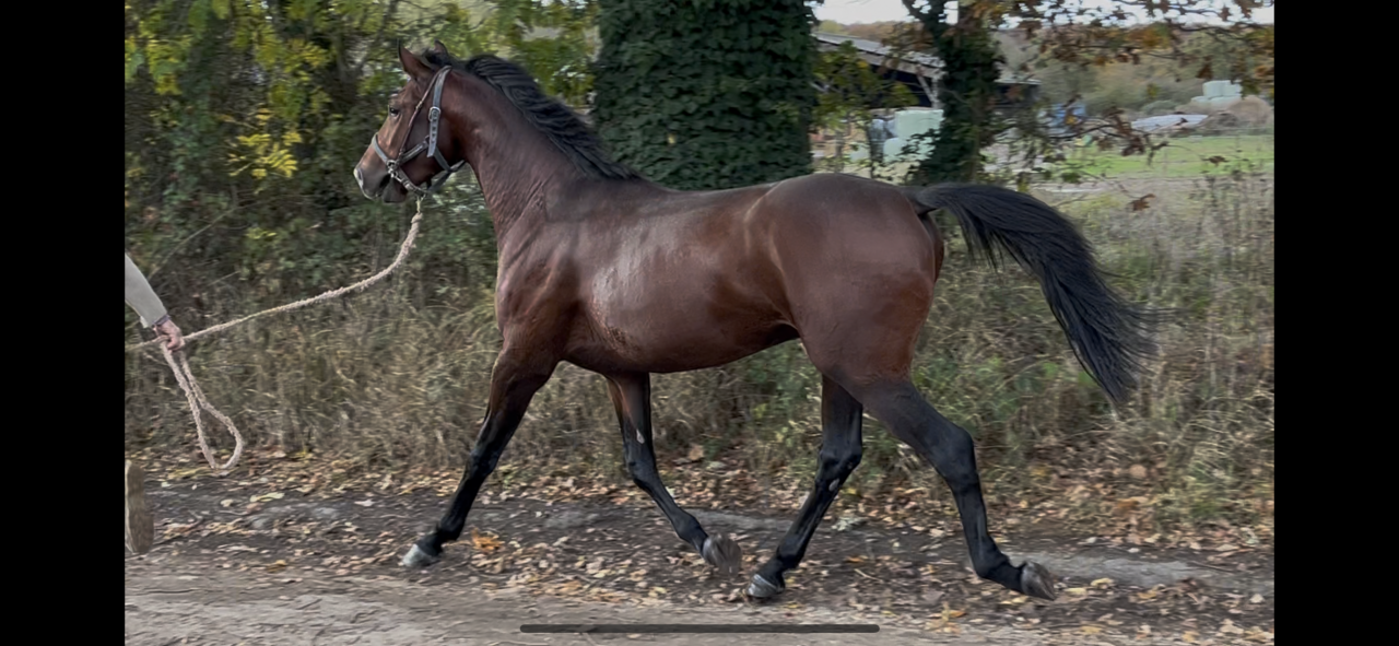 Aprendiz - Aprendiz Medio tiempo - Calvados Francia
