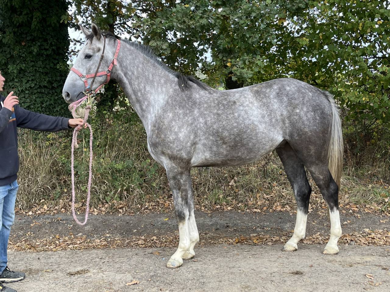 Aprendiz - Aprendiz Medio tiempo - Calvados Francia
