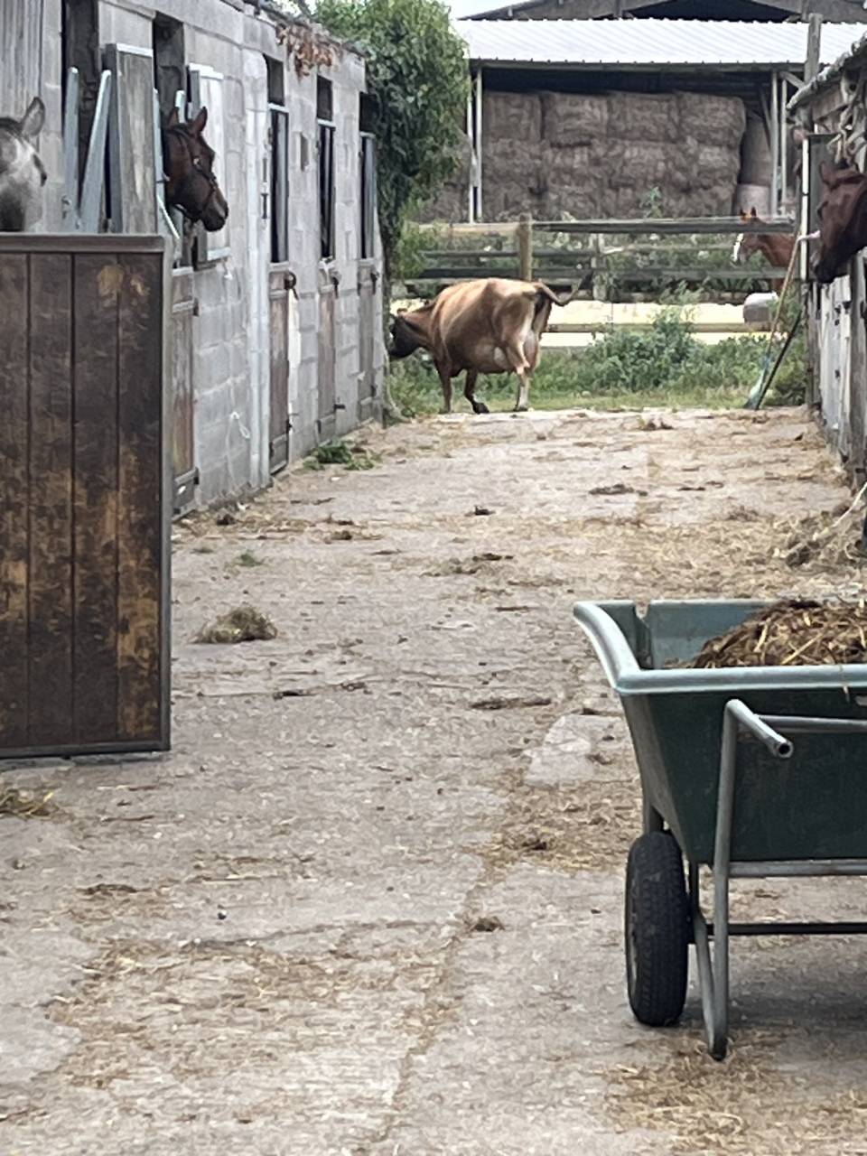 Aprendiz - Aprendiz Medio tiempo - Calvados Francia