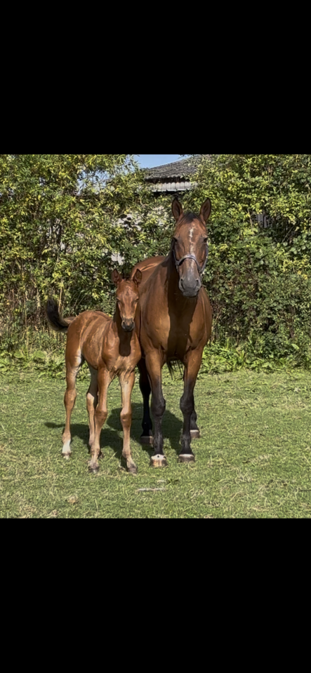 Aprendiz - Aprendiz Medio tiempo - Calvados Francia
