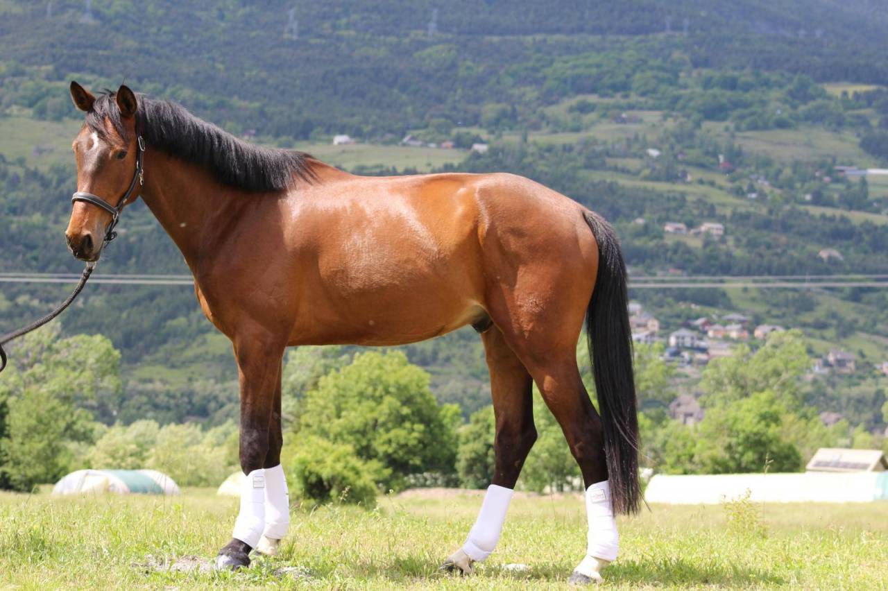 Caballo castrado Silla Franc&eacute;s En venta 2020 Bayo