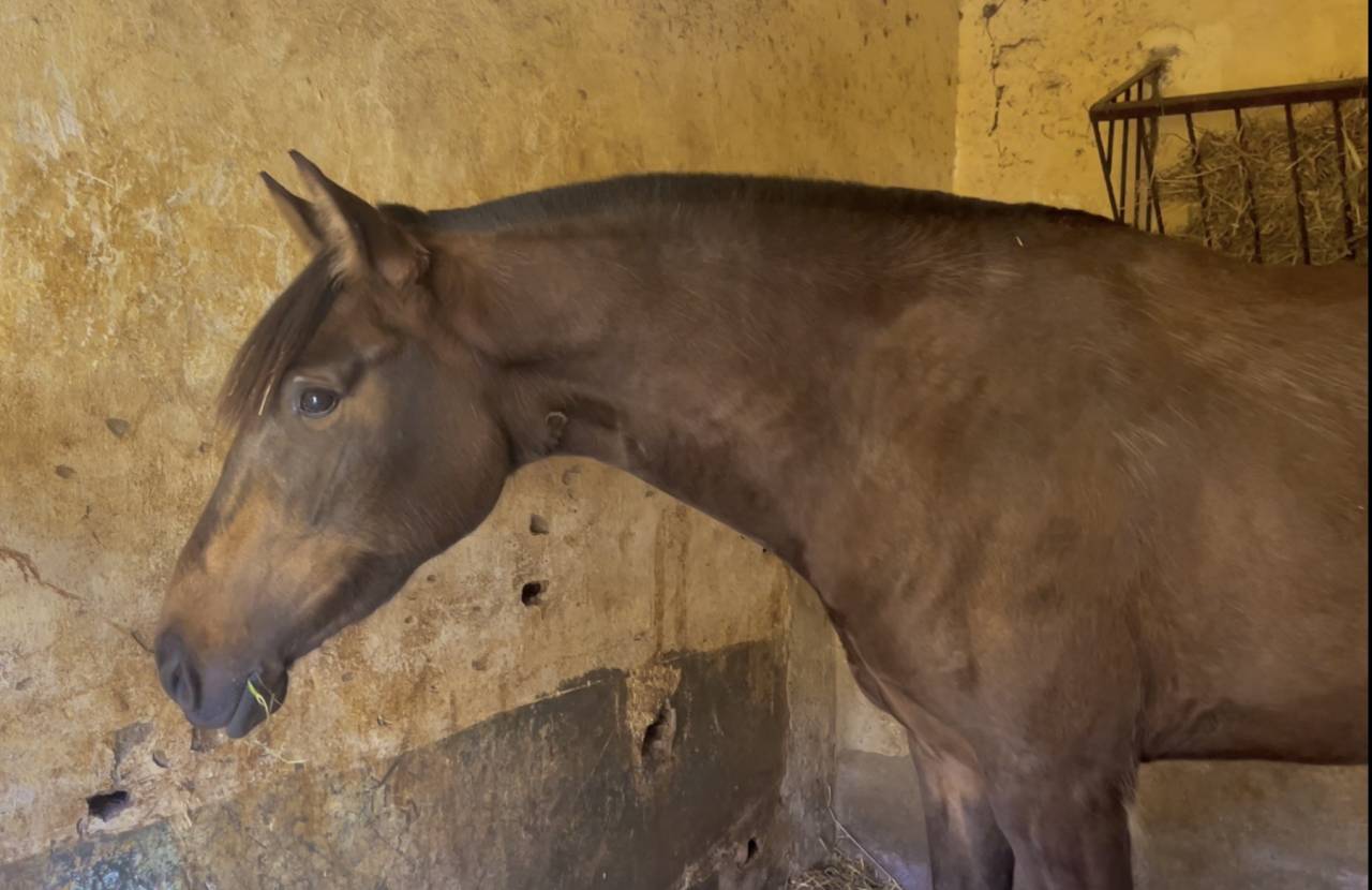 POTRA PRE BAYA OSCURA