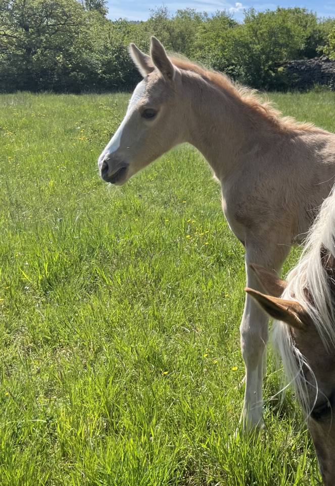 Potro Silla Franc&eacute;s En venta 2026 Palomino