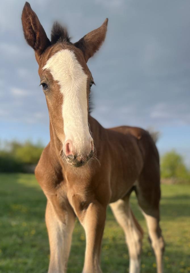 Potro Silla Franc&eacute;s En venta 2026 Bayo por CANDY DE NANTUEL