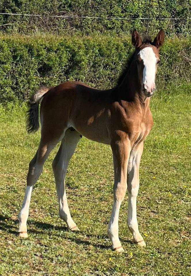 Potro Silla Franc&eacute;s En venta 2026 Bayo por CANDY DE NANTUEL