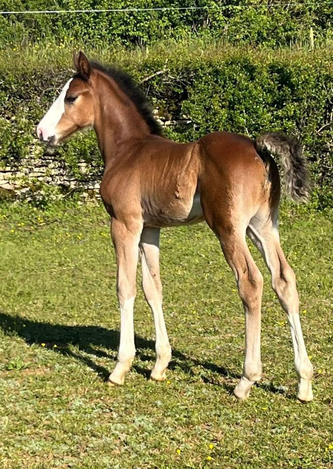 Potro Silla Franc&eacute;s En venta 2026 Bayo por CANDY DE NANTUEL