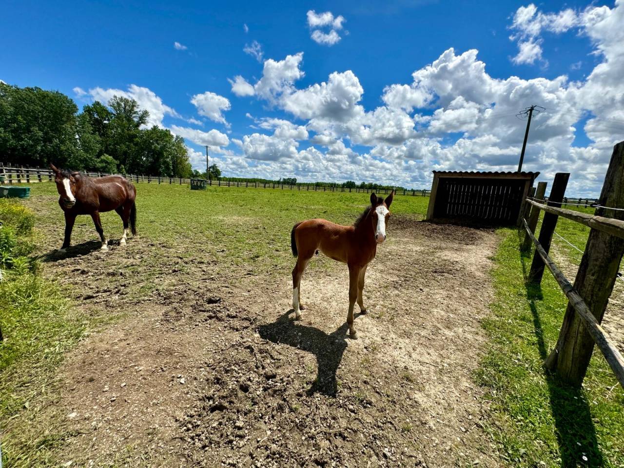 Propiedad ecuestre En venta Tarn y Garona