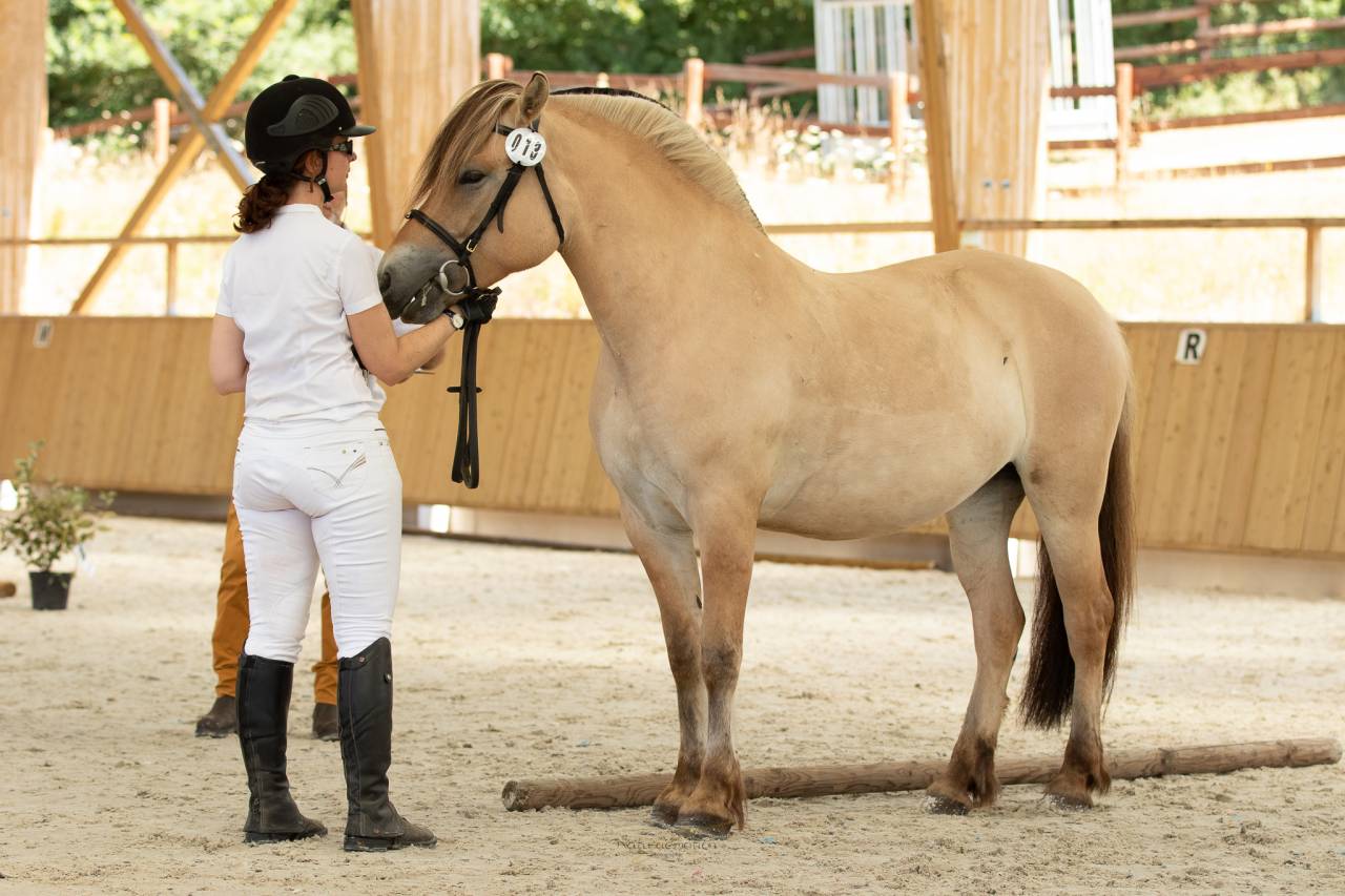 Yegua Fjord En venta 2018 Isabelo