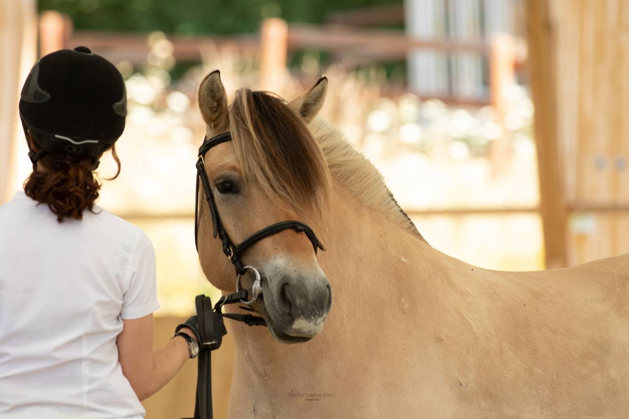 Yegua Fjord En venta 2018 Isabelo