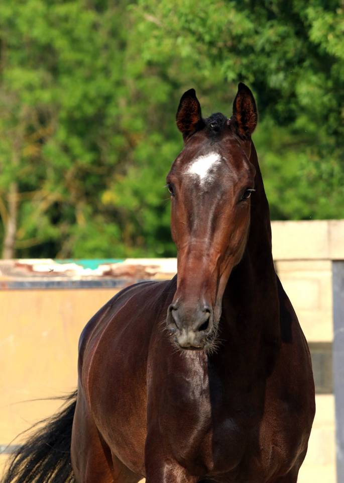 Caballo castrado KWPN Caballo de Deporte Neerland&eacute;s En venta 2019 Bayo moreno