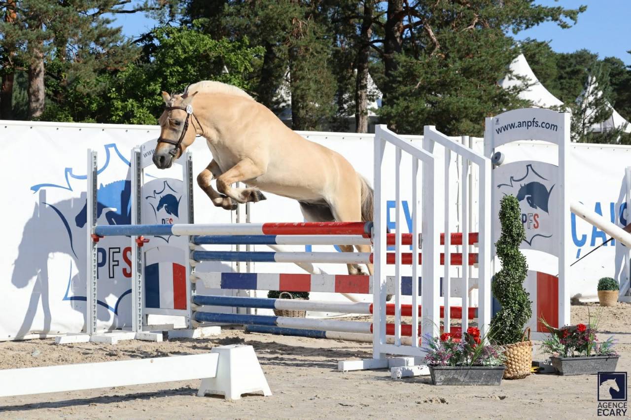 Caballo castrado Fjord En venta 2022 Isabelo