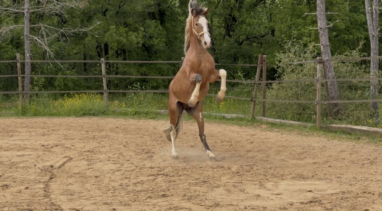 Caballo entero Arabe Barbe En venta 2020 Alaz&aacute;n roano