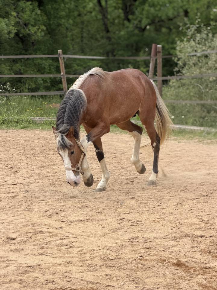 Caballo entero Arabe Barbe En venta 2020 Alaz&aacute;n roano