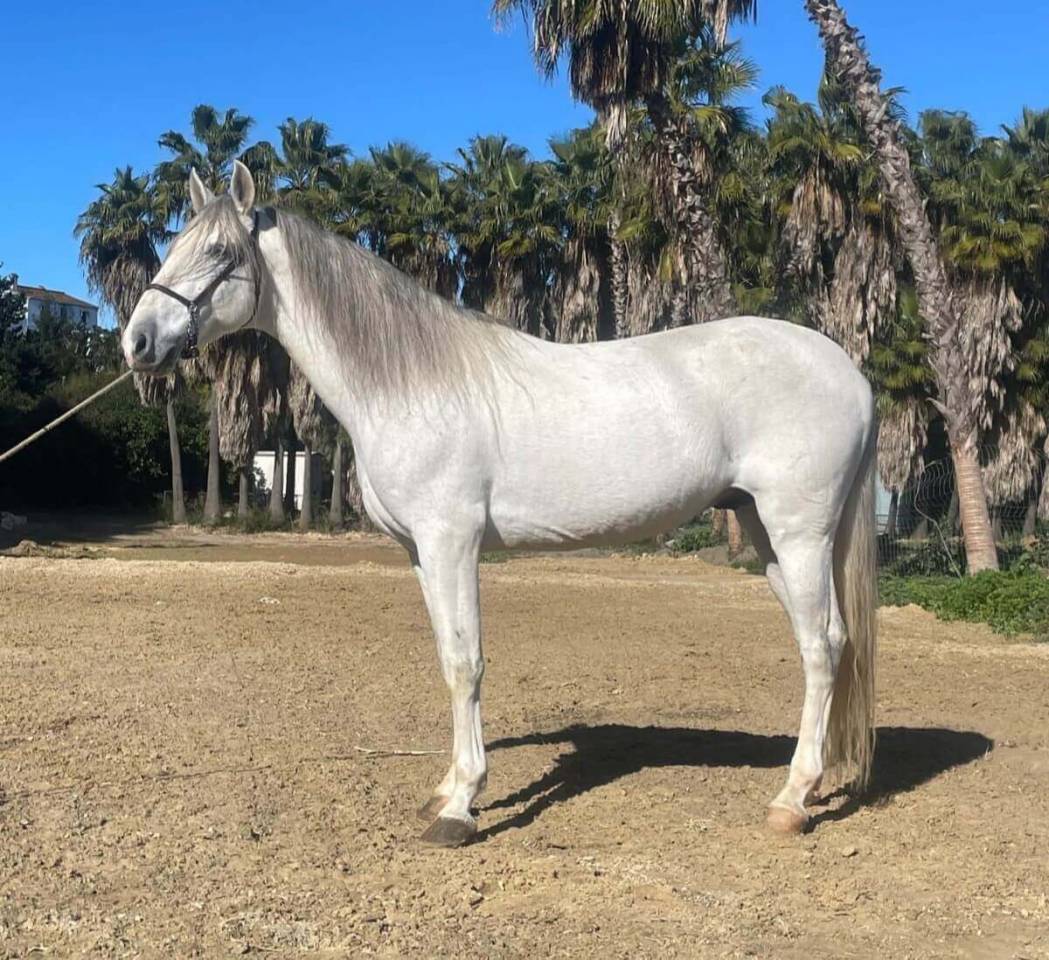 Caballo entero PRE Pura Raza Espa&ntilde;ola En venta 2019 Tordo