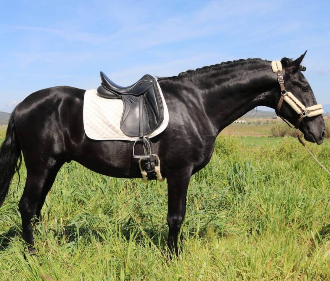 Caballo entero PRE Pura Raza Espa&ntilde;ola En venta 2021 Negro