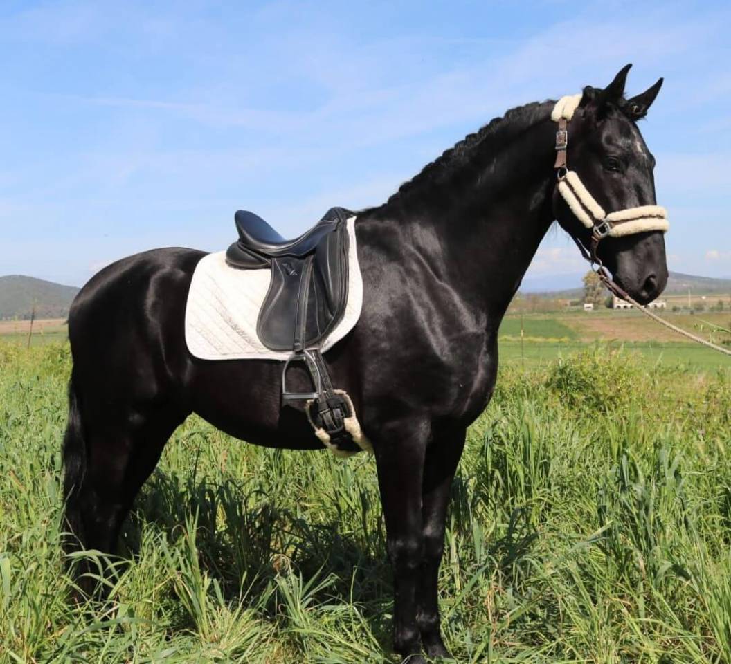 Caballo entero PRE Pura Raza Espa&ntilde;ola En venta 2021 Negro