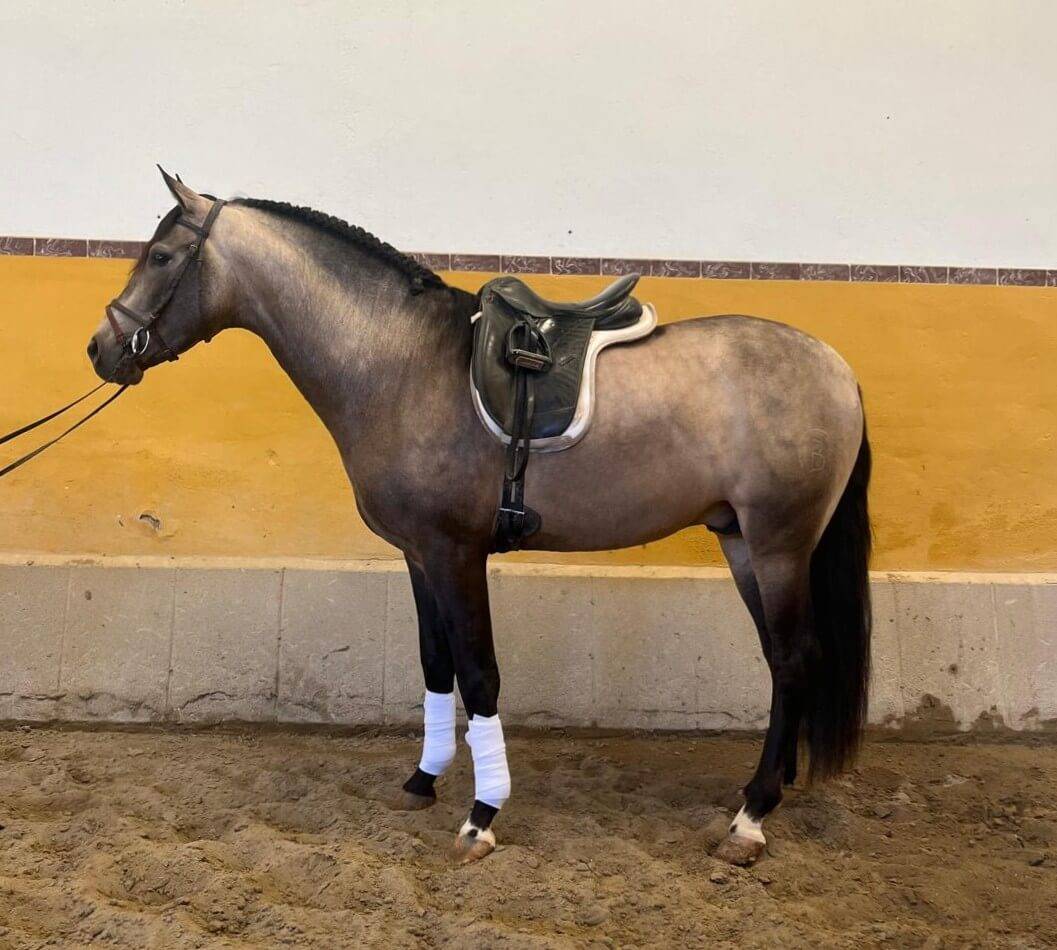 Caballo entero PRE Pura Raza Espa&ntilde;ola En venta 2022 Bayo