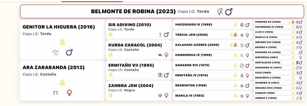 Potro de 3 a&ntilde;os talla 172