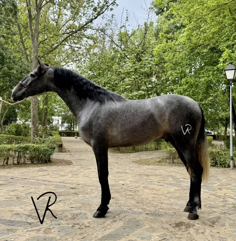 Potro de 3 a&ntilde;os talla 172