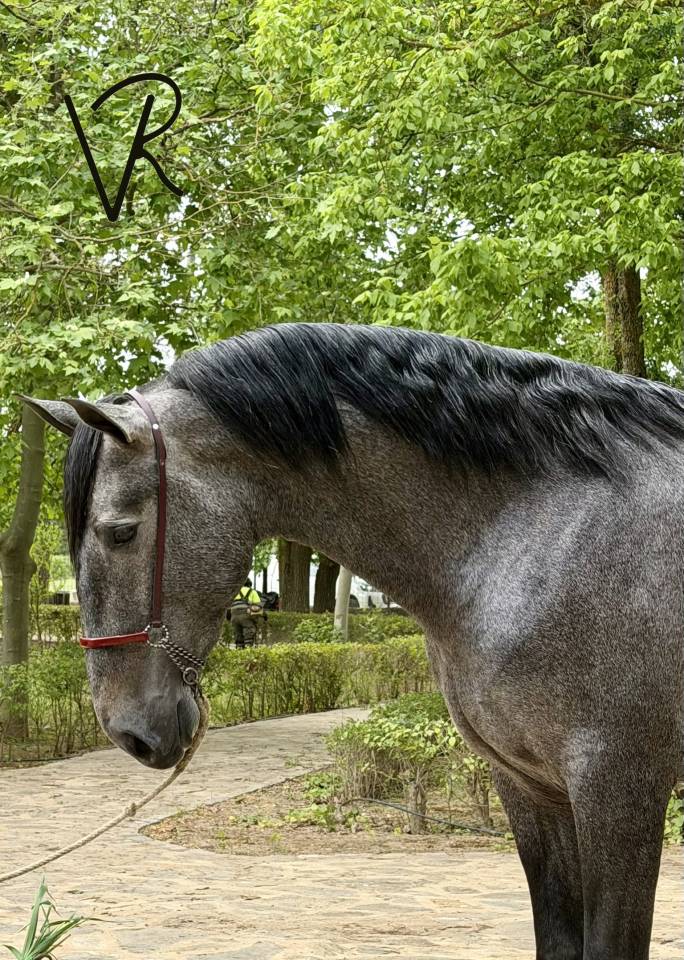 Potro de 3 a&ntilde;os talla 172