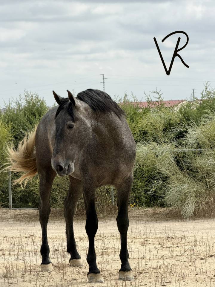 Potro de 3 a&ntilde;os talla 172