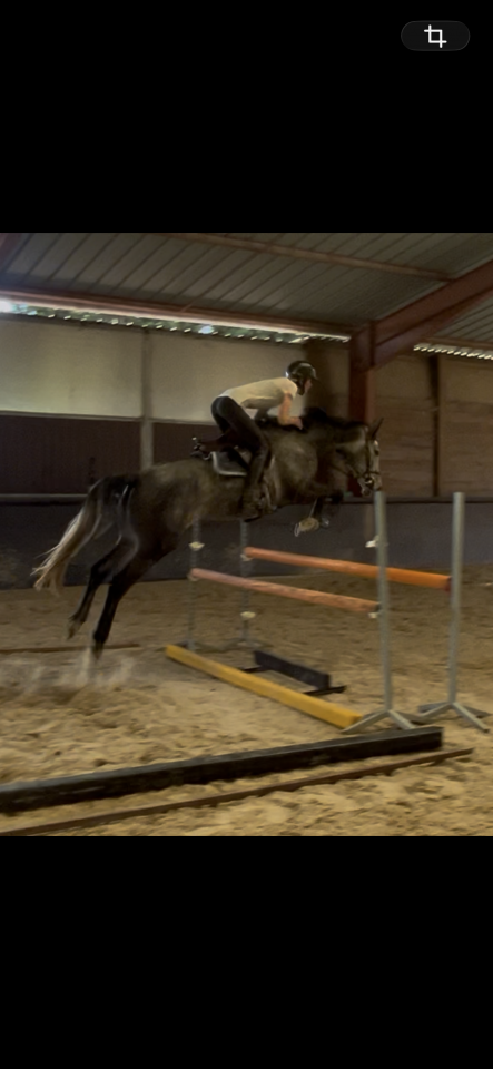 Yegua Silla Franc&eacute;s En venta 2021 Tordo por KAP KENNEDY