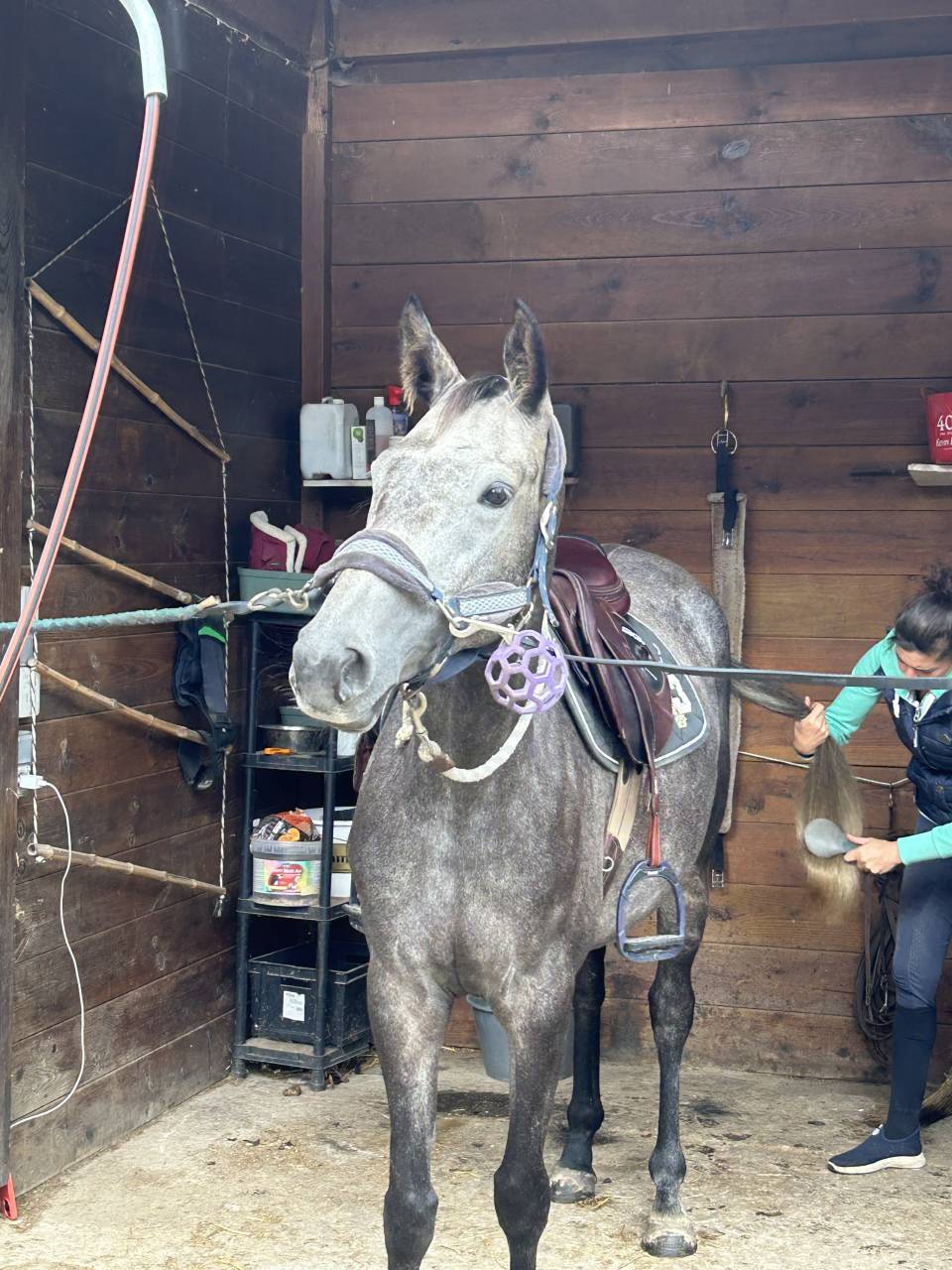 Yegua Silla Franc&eacute;s En venta 2021 Tordo por KAP KENNEDY